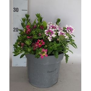 Perkplanten 19 cm Mix 04 (Scaevola, Calibrachoa, Verbena)