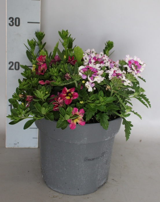 <h4>Perkplanten 19 cm Mix 04 (Scaevola, Calibrachoa, Verbena)</h4>