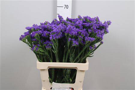 <h4>Lim S Cryst Dark Blue</h4>