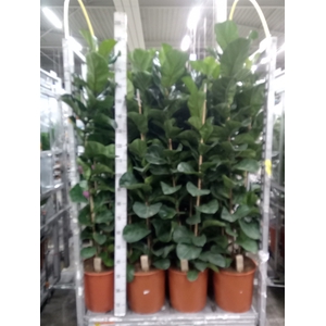 Ficus lyrata 'Bambino'