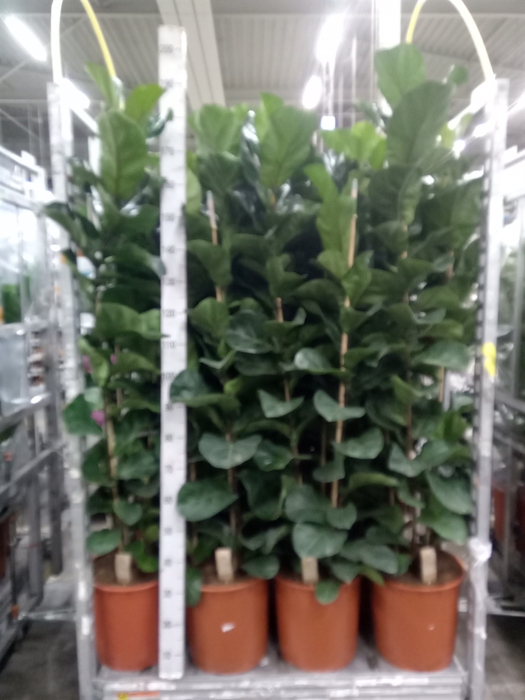 <h4>Ficus lyrata 'Bambino'</h4>