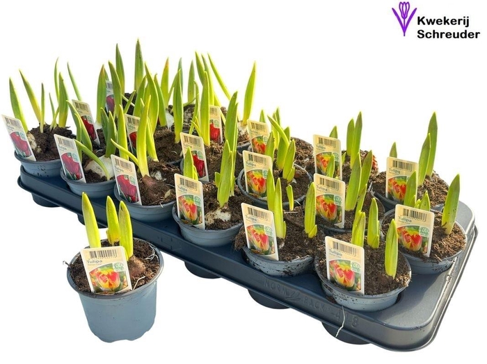 <h4>TUL GEM 2 KLEUREN</h4>