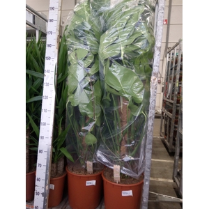 Monstera delic.