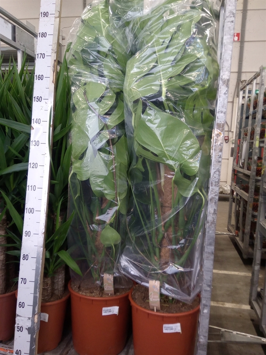 <h4>Monstera delic.</h4>