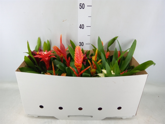 <h4>Bromelia   ...mix 13</h4>