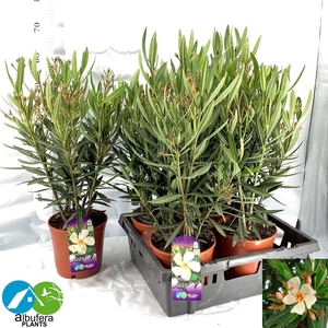 NERI OLEANDER