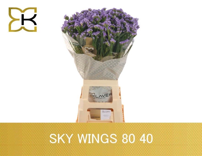 <h4>LIM S SKY WINGS</h4>
