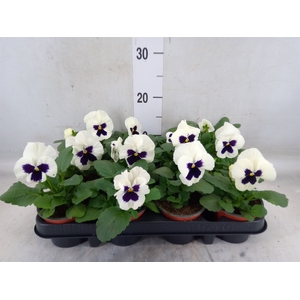 Viola wr. 'Colossus White wBlotch'