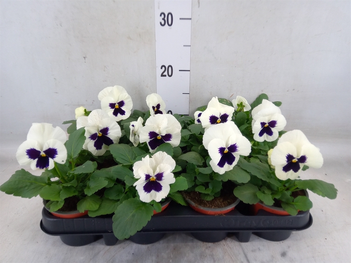 <h4>Viola wr. 'Colossus White wBlotch'</h4>
