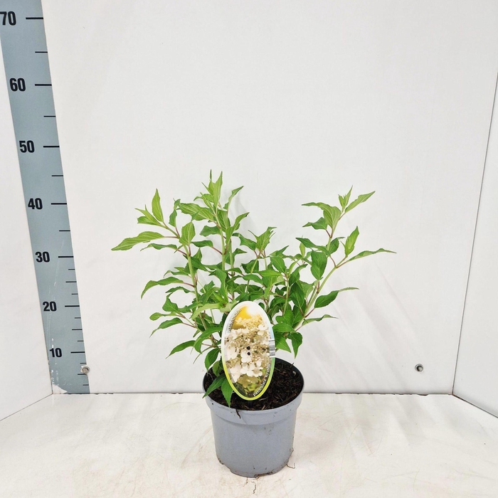 <h4>Hydrangea paniculata Kyushu</h4>