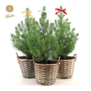 Pinus pinea 'Silver Crest' P17 in Basket + Bow Mix