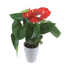 Anthurium XL.9 Jambo Red 9cm keramiek