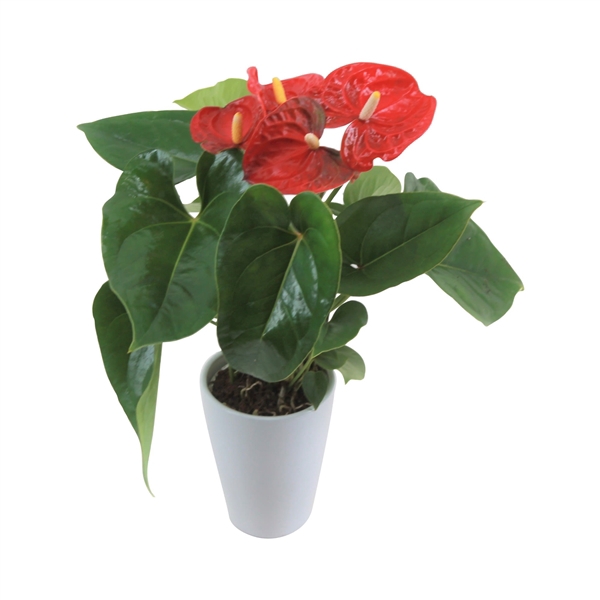 <h4>Anthurium XL.9 Jambo Red 9cm keramiek</h4>