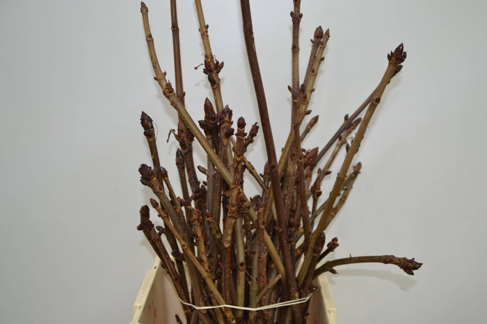 <h4>AESCULUS HIPPOC BOS</h4>