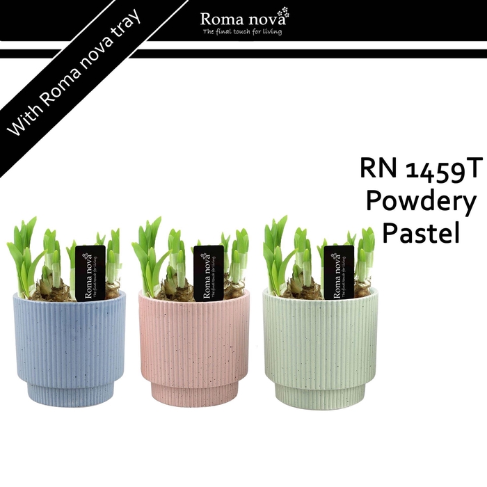 <h4>Arr.  Narcissus</h4>