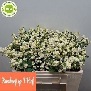 <h4>SYMPHO MAG LEMO LIME</h4>