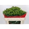 Hypericum Jungle Romance Spray