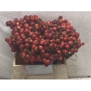 MALUS RED SENTINEL