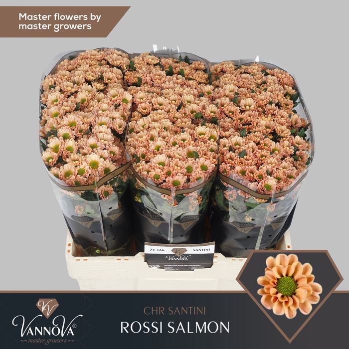 <h4>Chrysanten Chr S Rossi Salmon</h4>