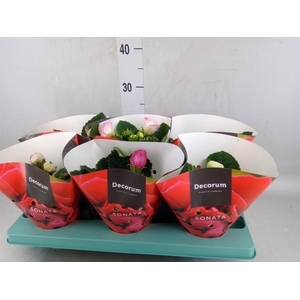 Sinningia  'Sonata'   ...mix