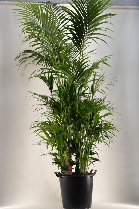 <h4>KENTIA - P44 H230 - 20PP (Howea forsteriana)</h4>