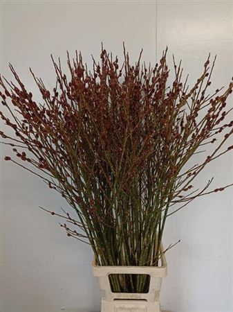 <h4>Salix Melanostachys Spray 120cm</h4>