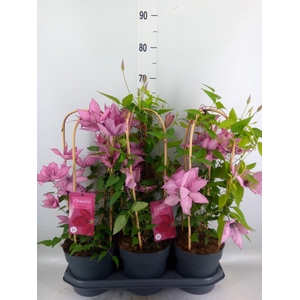 Clematis  'Garland'   ...