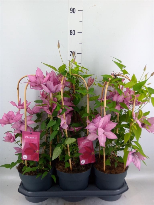 <h4>Clematis  'Garland'   ...</h4>