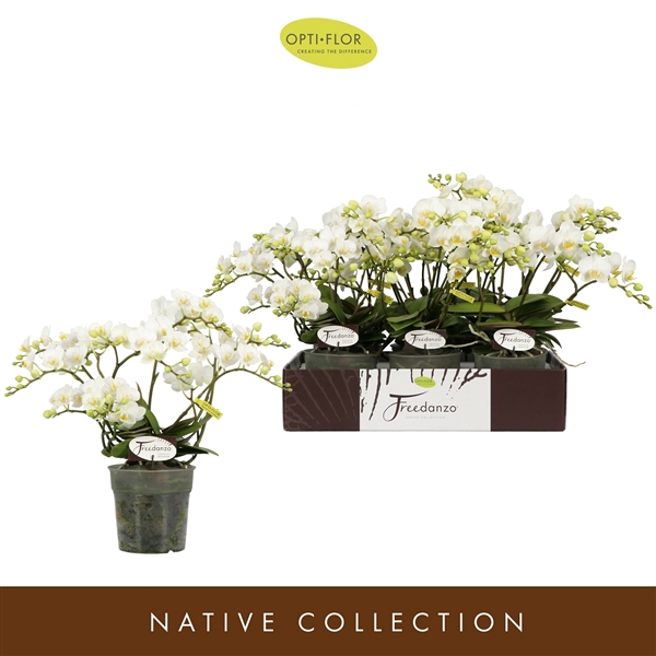 <h4>Phal Freedanzo Dove</h4>