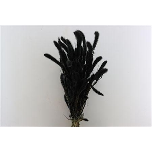 Dried Setaria X5 Black Bunch
