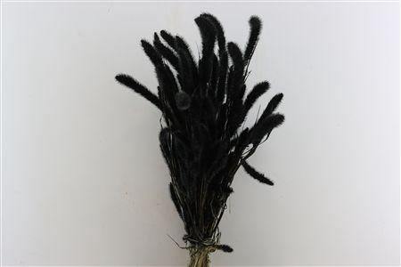 <h4>Dried Setaria X5 Black Bunch</h4>