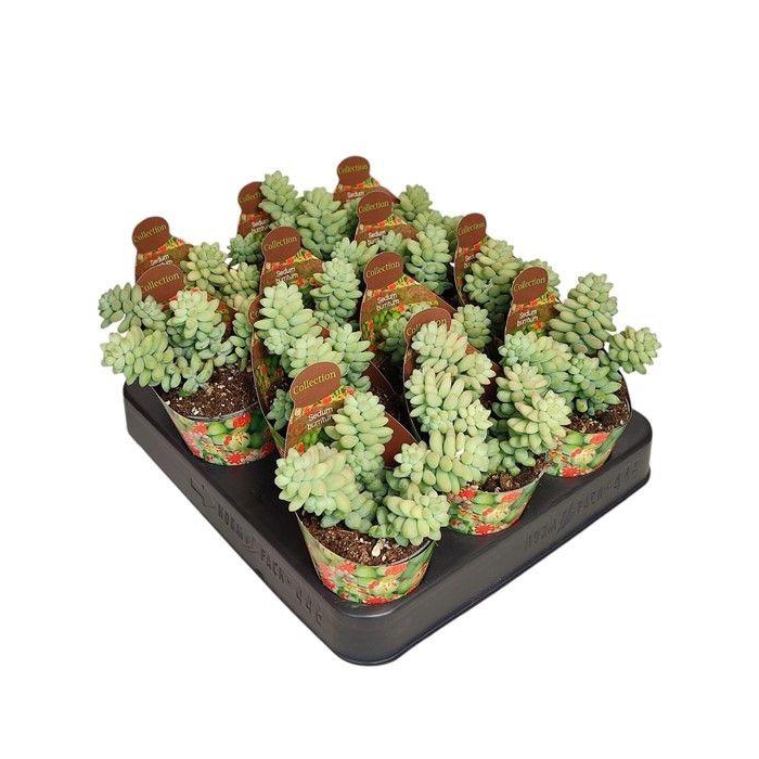 <h4>SEDUM BURRITO</h4>