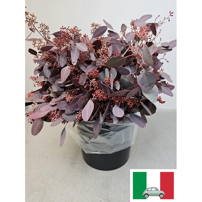 <h4>EUC POP BES PB OPGETROKKEN ROOD</h4>