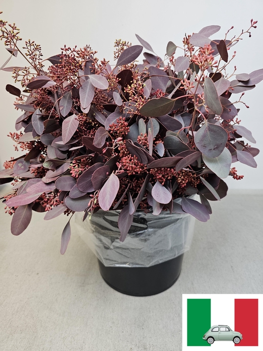 EUC POP BES PB OPGETROKKEN ROOD