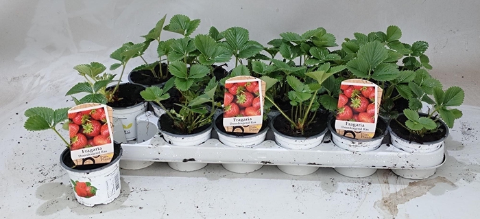 <h4>FRAG OSTARA</h4>