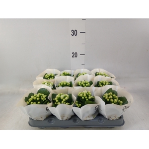 Kalanchoe  'MoreFlow Paris'