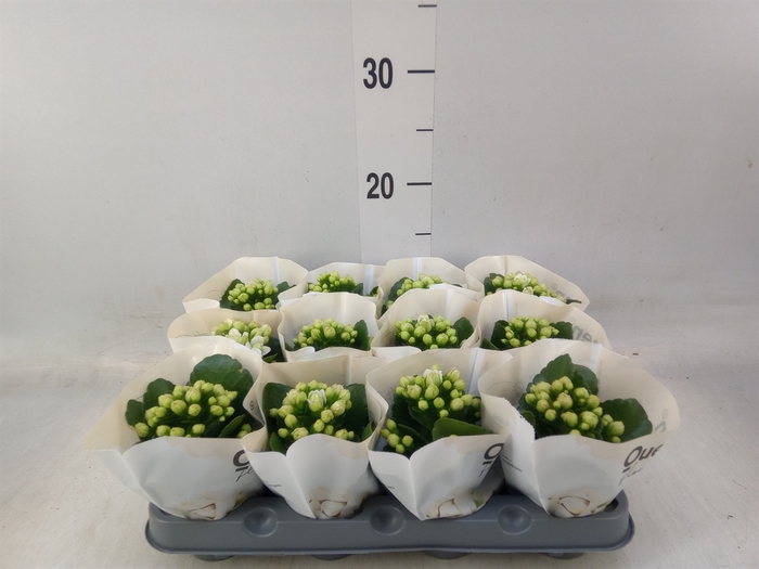 <h4>Kalanchoe  'MoreFlow Paris'</h4>