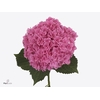 Hydrangea royal kiss