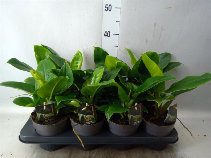 <h4>Philodendron  'Imperial Green'</h4>