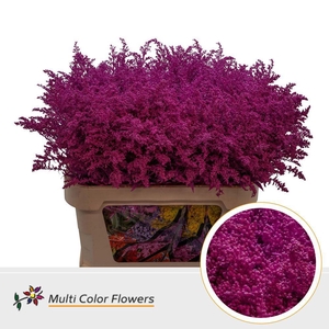 Solidago DYED Fuchsia