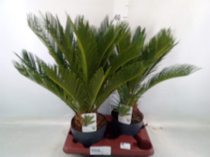 <h4>Cycas revoluta</h4>