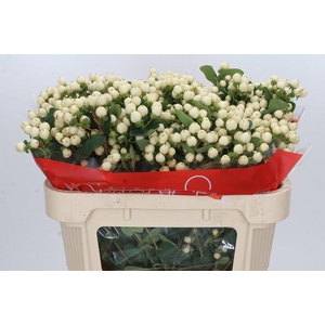 Hypericum Cool Romance Spray