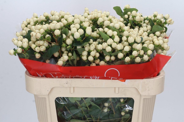 <h4>Hypericum Cool Romance Spray</h4>