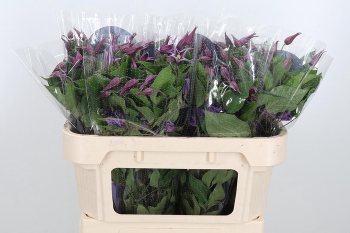 <h4>Clem Amazing Rome</h4>