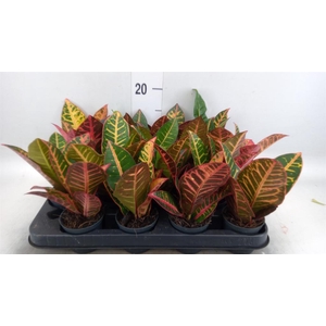 Codiaeum var. GR 'Petra'