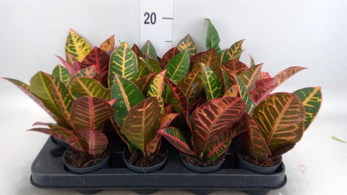<h4>Codiaeum var. GR 'Petra'</h4>
