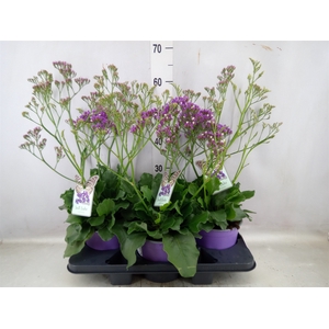 Limonium  'Salt Lake'