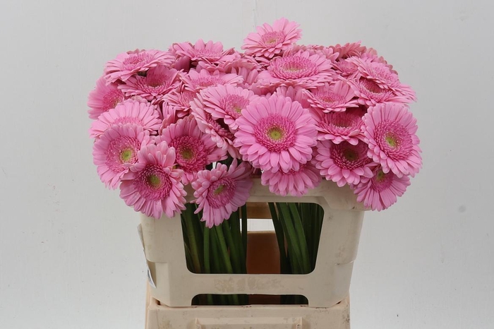 <h4>Ge Mi Kimsey</h4>