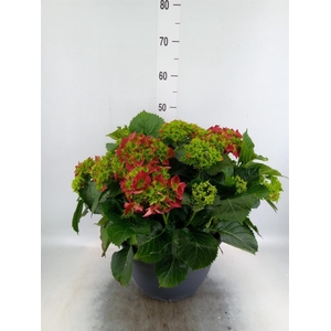 Hydrangea mac.