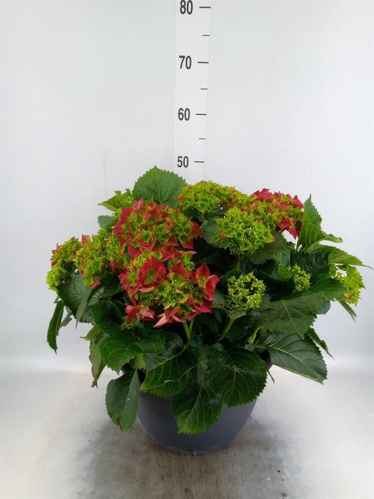 <h4>Hydrangea mac.</h4>